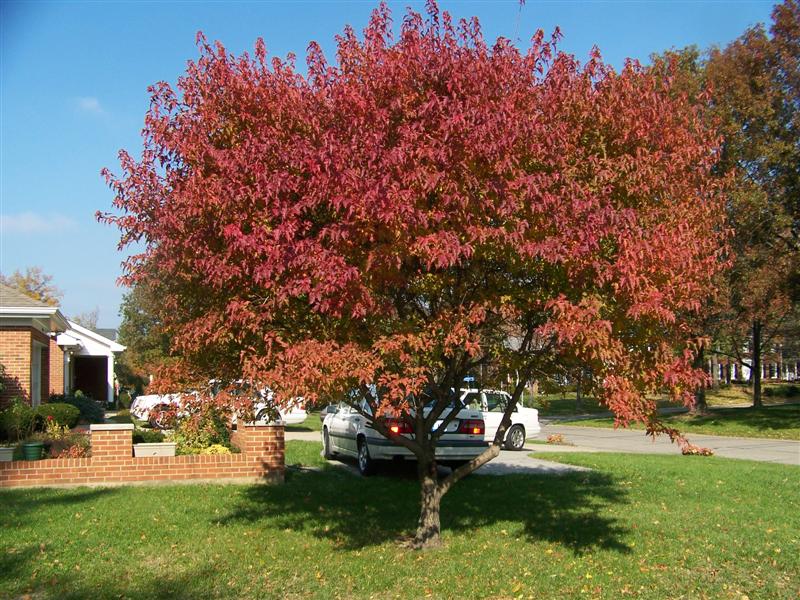 Picture of Acer%20ginnala%20'Flame'%20Flame%20Amur%20Maple