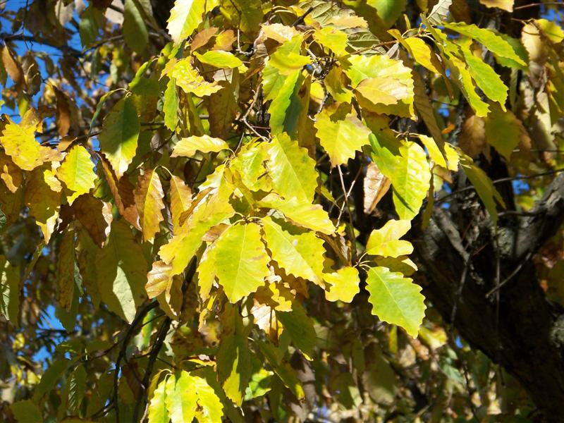Picture of Quercus%20prinus%20%20Chestnut%20Oak