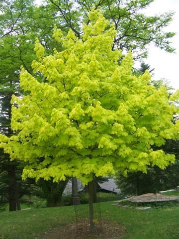 Picture of Acer platanoides 'Princeton Gold' Princeton Gold Norway Maple