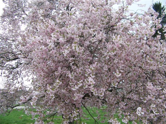 Picture of Prunus subhirtella 'Autumnalis' Autumn Flowering Higan Cherry