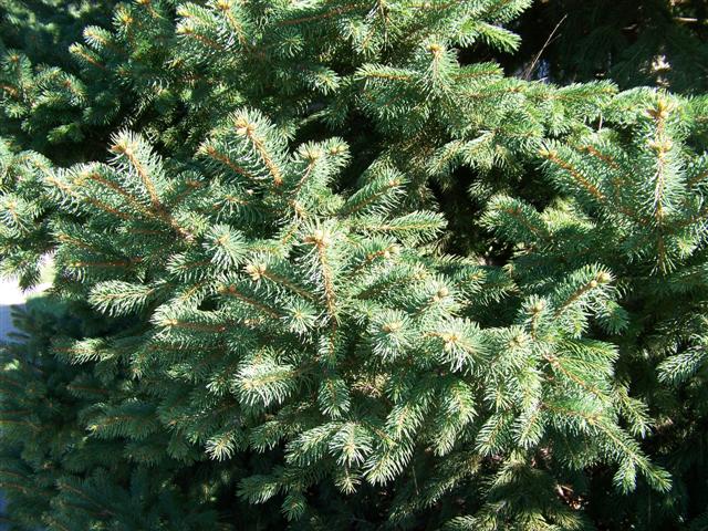 Picture of Picea%20pungens%20%20Colorado%20Spruce