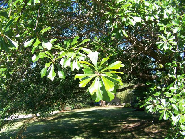 Picture of Quercus nigra  Water Oak
