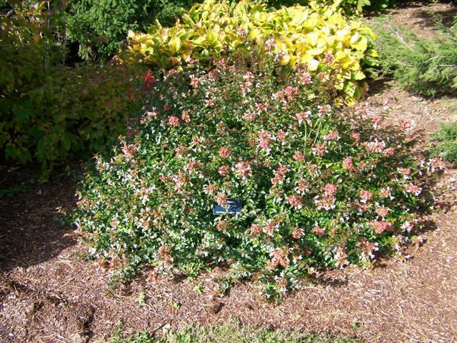 Picture of Abelia x grandiflora 'Little Richard' Little Richard Glossy Abelia