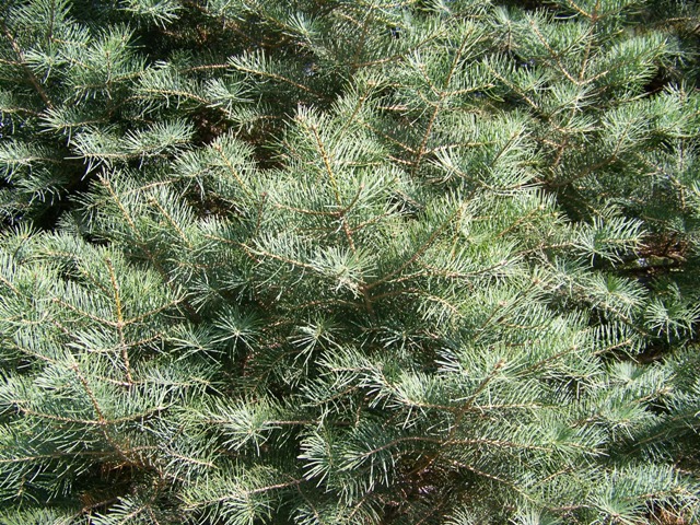 Picture of Abies concolor  White Fir