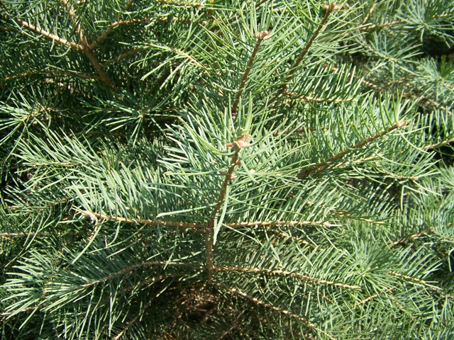 Picture of Abies concolor  White Fir