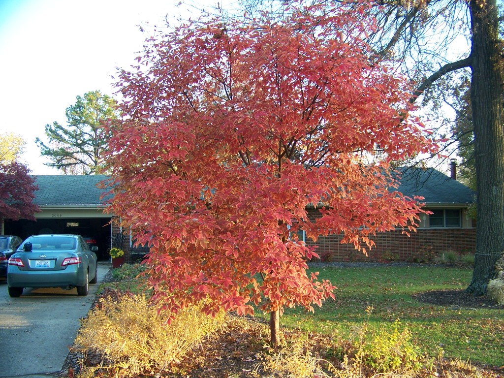 Picture of Acer griseum x nikoense  Girard's Hybrid Maple