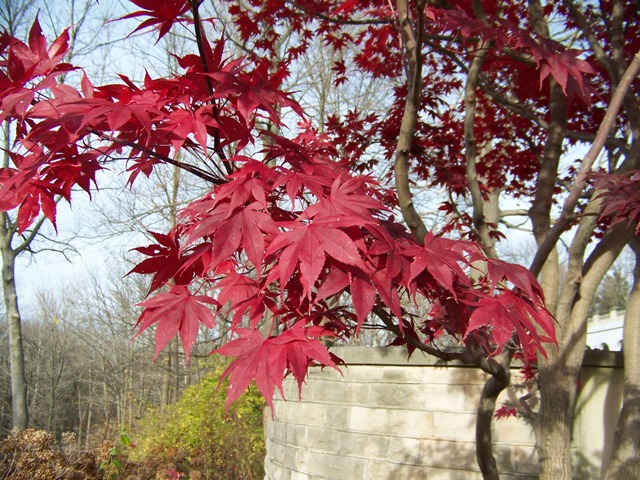 Picture of Acer palmatum 'Bloodgood' Bloodgood Japanese Maple