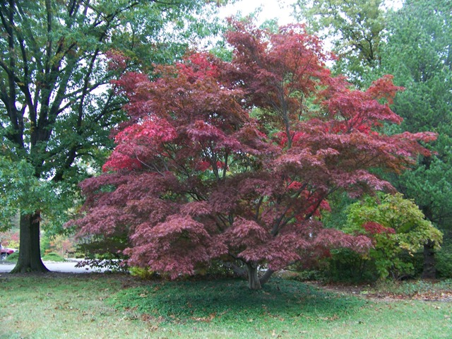 Picture of Acer%20palmatum%20'Burgundy%20Lace'%20Burgundy%20Lace%20Japanese%20Maple