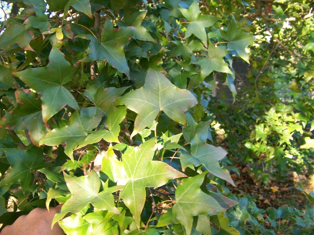 Picture of Acer truncatum  Purpleblow Maple