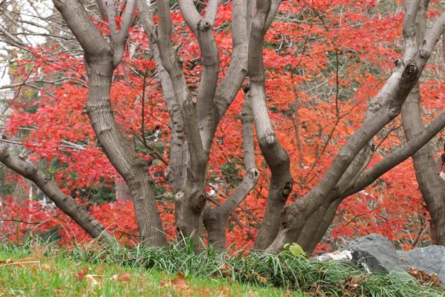 Picture of Acer palmatum  Japanese Maple