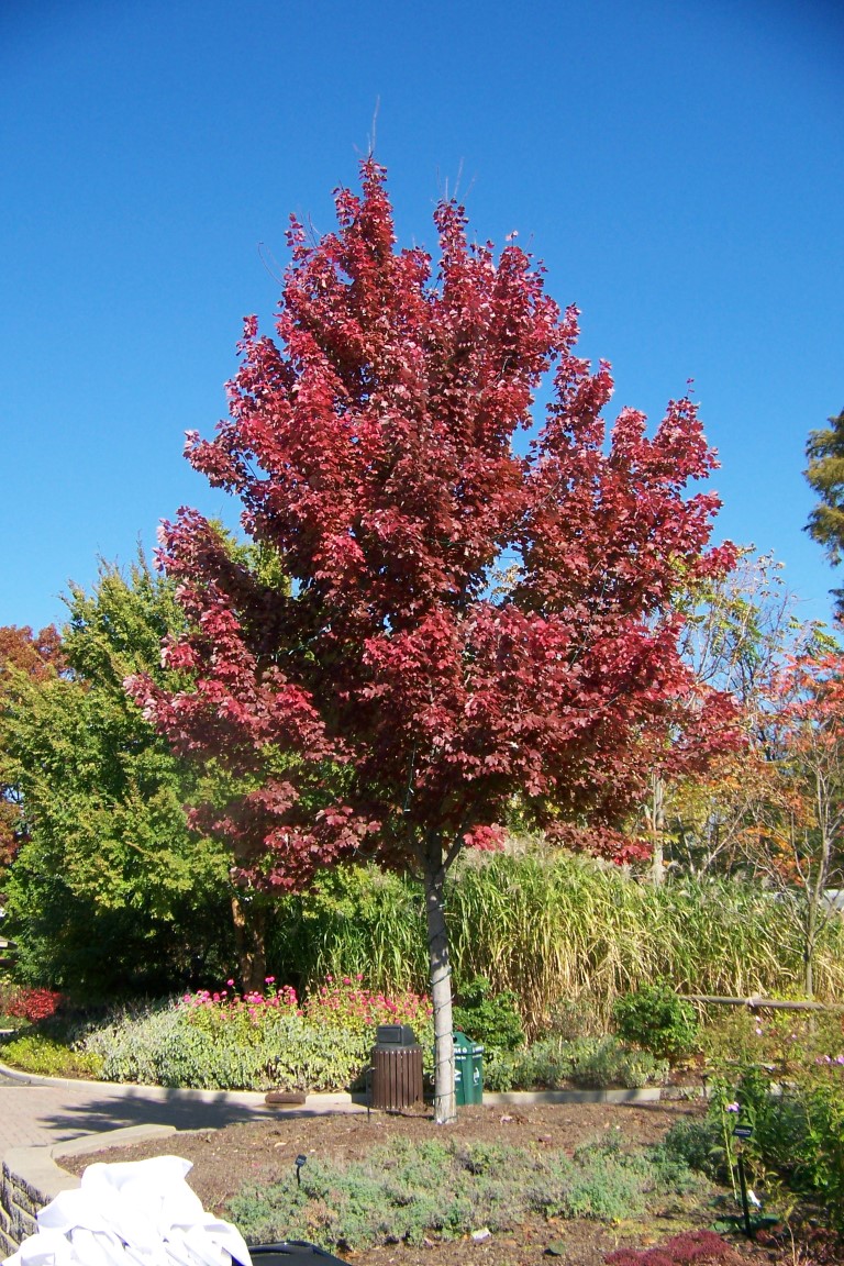 Picture of Acer rubrum 'Sun Valley' Sun Valley Red Maple