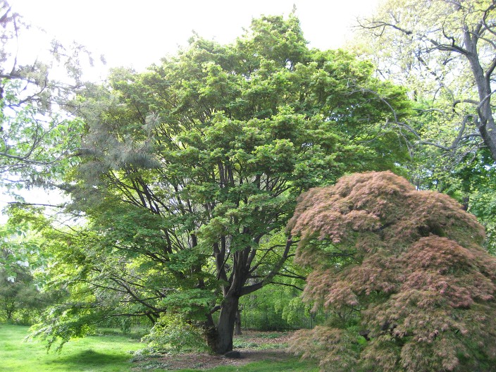 Acer Flabellatum Acer_flabellatum_Brooklyn_Botanic_Garden_full.jpg