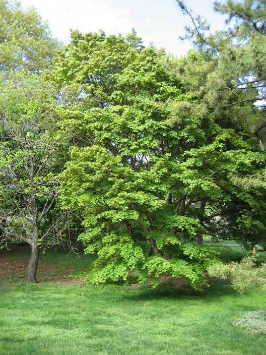 Acer Flabellatum Acer_flabellatum_Brooklyn_Botanic_Garden_side.jpg