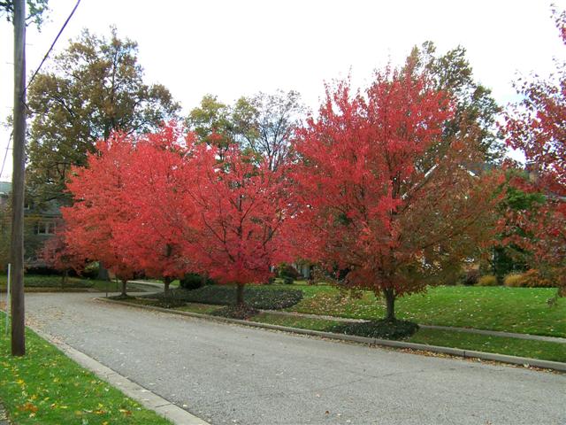 Picture of Acer rubrum 'Franksred' Red Sunsetâ„¢ Red Sunset Red Maple