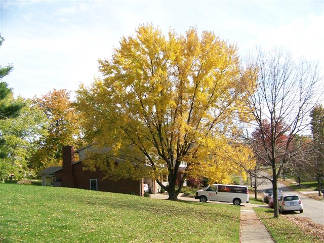 Picture of Acer saccharinum  Silver Maple