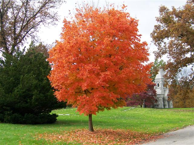 Picture of Acer saccharum 'Legacy' Legacy Sugar Maple