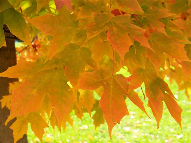 Picture of Acer saccharum  Sugar Maple