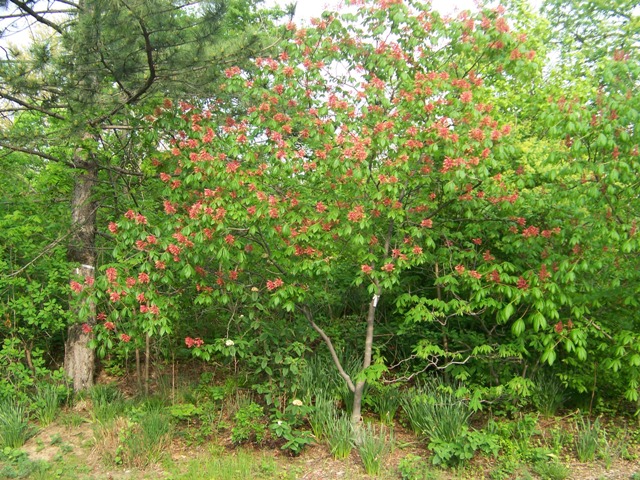 Picture of Aesculus%20pavia%20%20Red%20Buckeye