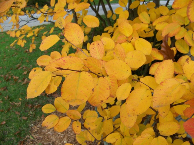 Picture of Amelanchier%20laevis%20%20Alleghany%20Serviceberry