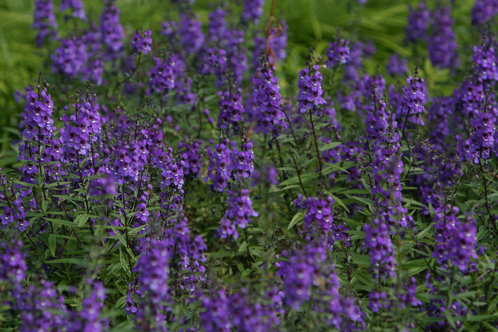 Picture of Angelonia augustifolia 'Serenaâ„¢ Purple' Serenaâ„¢ Purple Summer Snapdragon