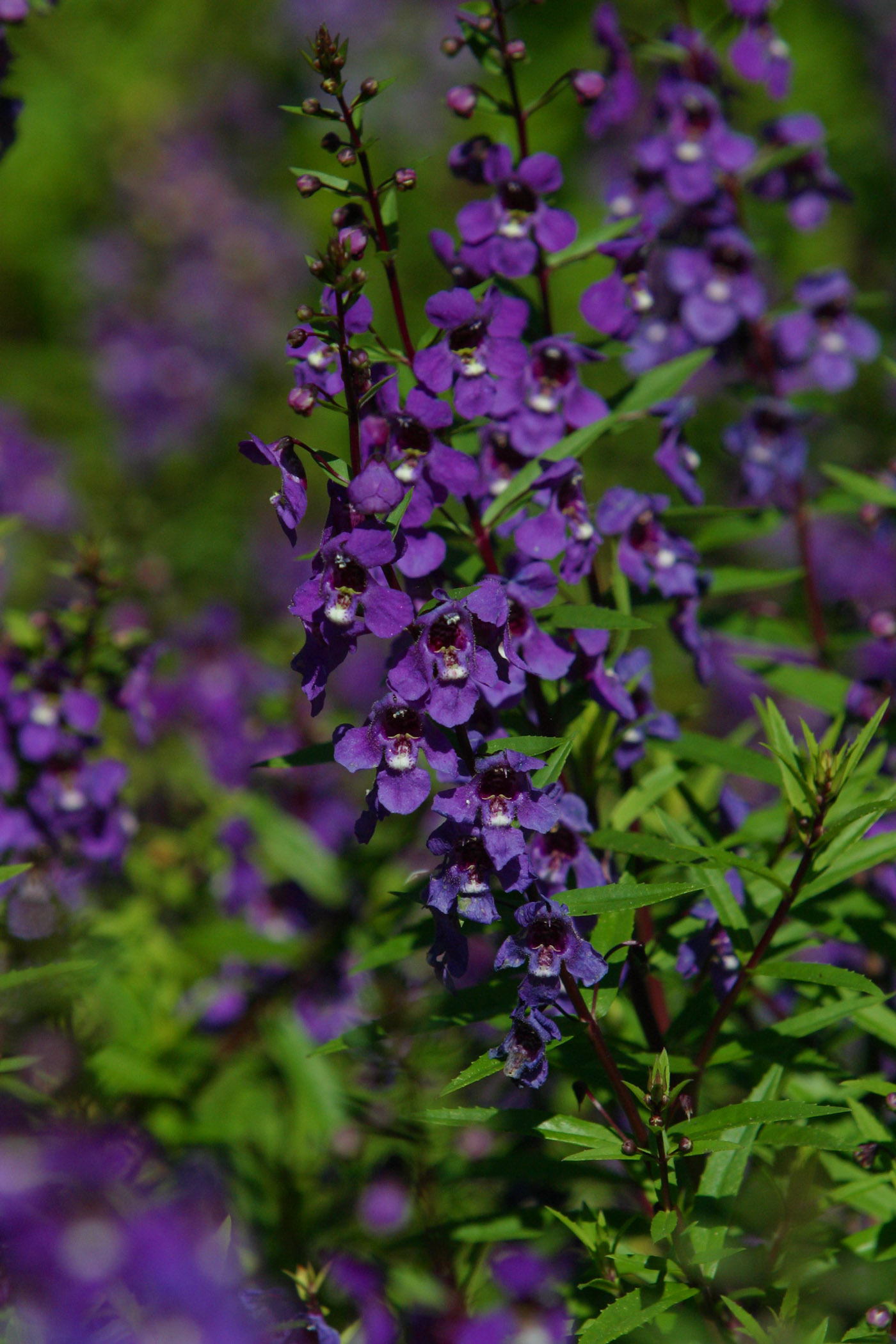 Picture of Angelonia augustifolia 'Serenaâ„¢ Purple' Serenaâ„¢ Purple Summer Snapdragon
