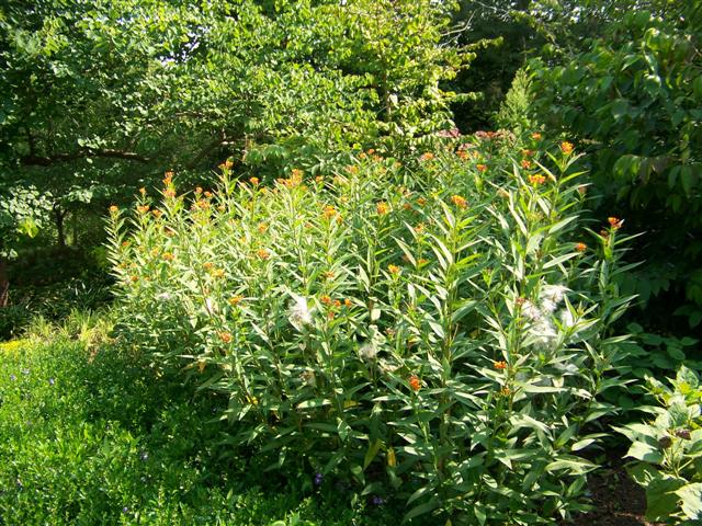 Picture of Asclepias curassavica Silky Deep Red Silky Deep Red Milkweed