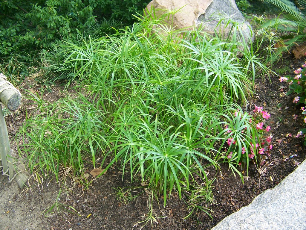 Picture of Cyperus involucratus 'Graceful GrassesÂ® Baby Tut' Graceful GrassesÂ® Baby Tut Umbrella Grass