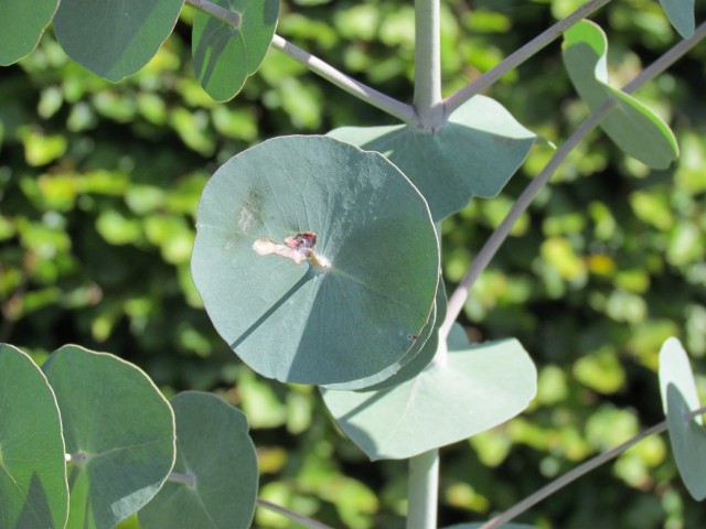 Eucalyptus perrineana BhxEucalyptusPerrinianaiDetail.JPG