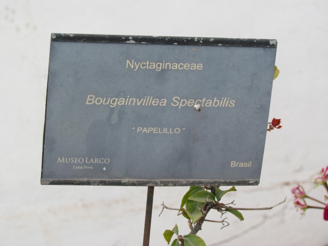 Bougainvillea spp BougainvilleaSpectabilisPapelilloPeruSign.JPG