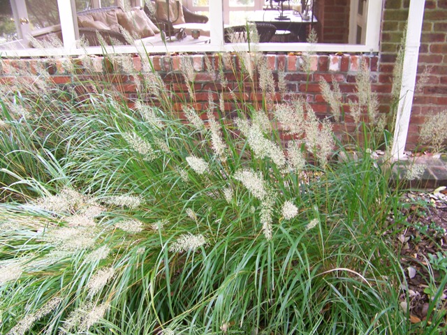 Picture of Calamagrostis brachytricha  Korean Feather Reed Grass