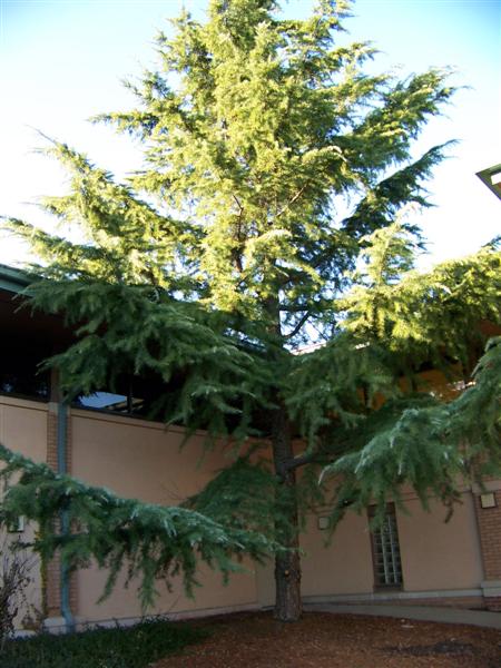Picture of Cedrus deodara 'Shalimar' Shalimar Deodar Cedar