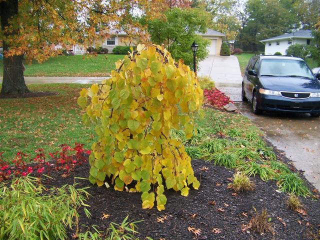 Picture of Cercis%20canadensis%20'Ruby%20Falls'%20Ruby%20Falls%20Weeping%20Redbud