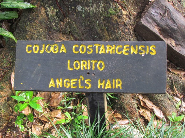 Cojoba costaricensis CojobaCostaricensisLoritoAngelsHairSign.JPG