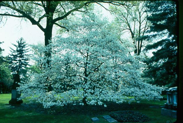Picture of Cornus florida 'Grovflor' Spring Grove Spring Grove Flowering Dogwood