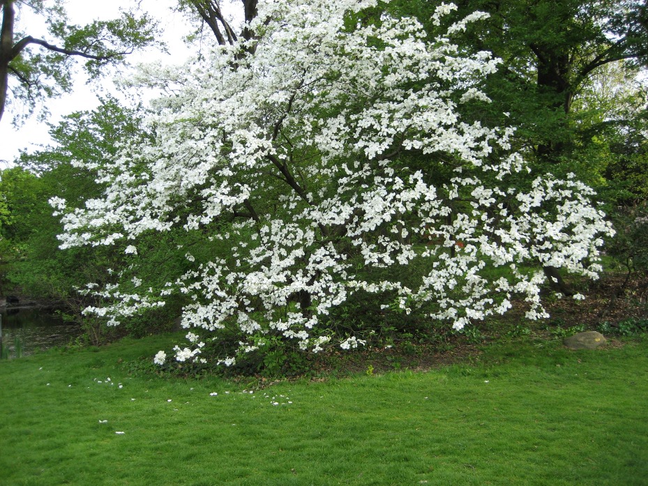 Cornus florida Cornus_florida_Springtime_Brooklyn_Bot_Garden..JPG