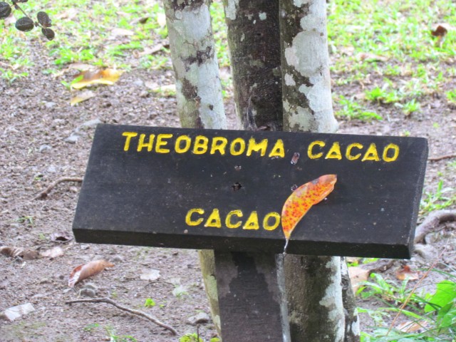 Theobroma cacao CostaRicaCacaoSign.JPG