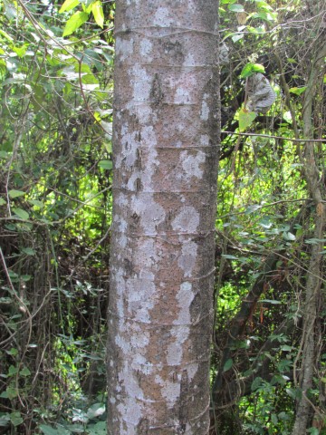 Cecropia obtusifolia CostaRicaCecropiaGuarmoBarkDetail.JPG
