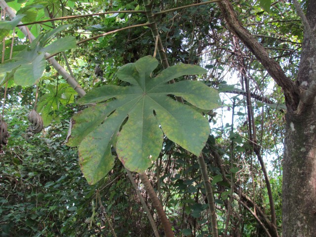 Cecropia obtusifolia CostaRicaCecropiaGuarmoLeaves.JPG