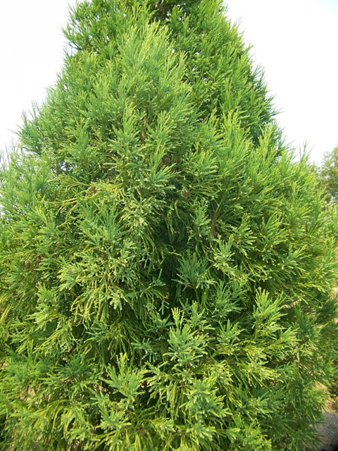 Picture of Cryptomeria japonica 'Ben Franklin' Japanese Cedar