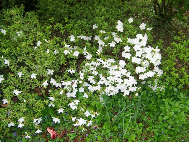 Picture of Rhododendron  'Delaware Valley White' Delaware Valley White Azalea