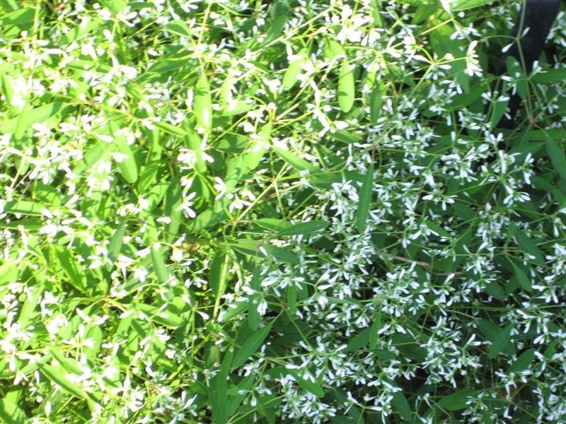 Euphorbia hybrid Euphorbia_plant.JPG