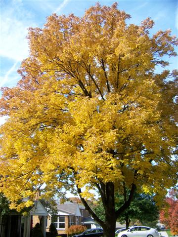 Picture of Fraxinus pennsylvanica  Green Ash