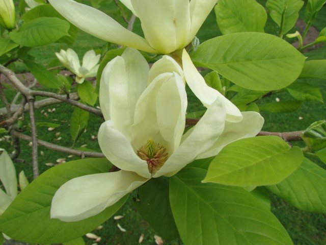 Magnolia denudata HalifaxMagnoliaDenudataFlower2.JPG