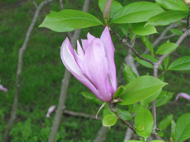 Magnolia x 'Galaxy' HalifaxMagnoliaLilifloraGalaxyFlower2.JPG