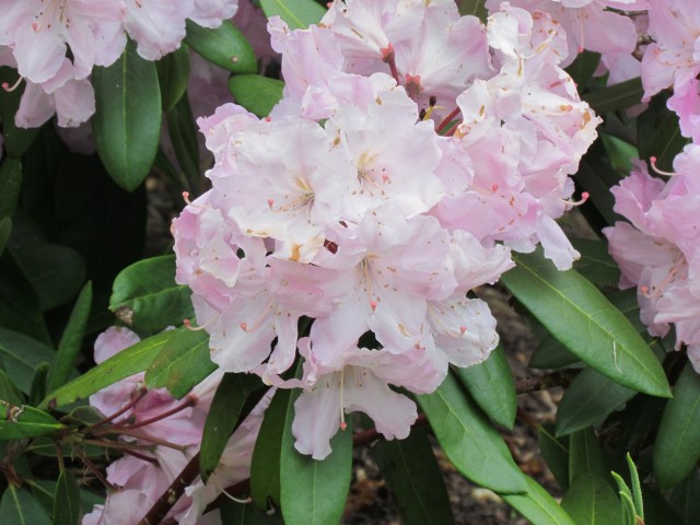 Rhododendron spp HalifaxRhododendronEricaceaeFlower.JPG