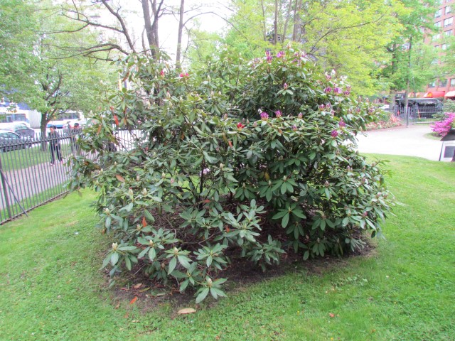 Rhododendron catalga x boulderwood HalifaxRhododendronNovaZembia3.JPG