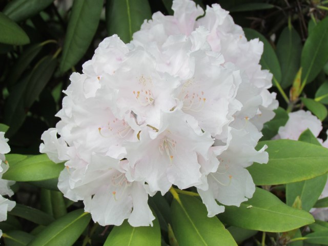 Rhododendron catalga x boulderwood HalifaxRhododendronNovaZembiaFlower.JPG