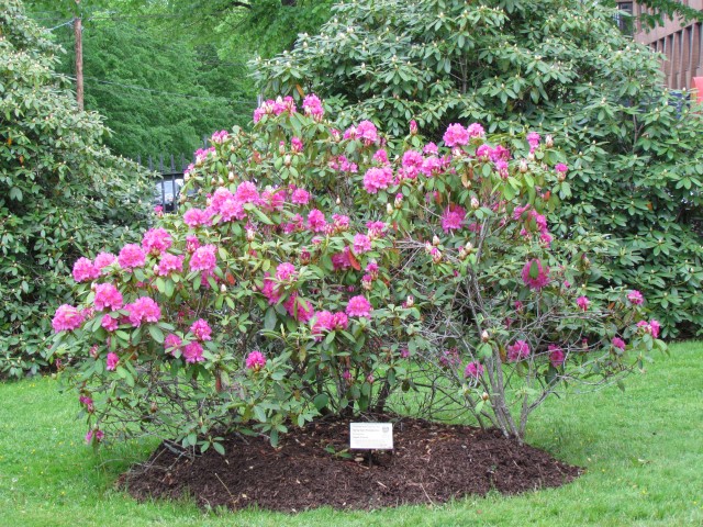 Rhododendron x scintillation HalifaxRhododendronSpringDawn.JPG