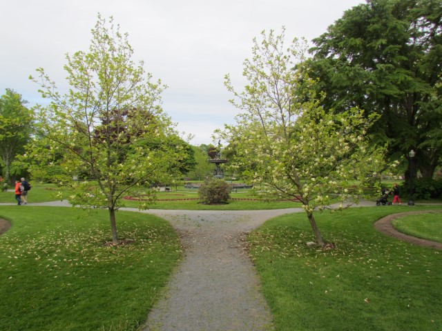 Magnolia denudata HalifaxTwoMagnoliaDenudata.JPG