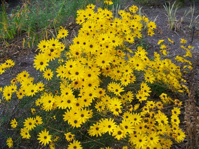 Picture of Helianthus%20angustifolius%20'Gold%20Lace'%20Gold%20Lace%20Swamp%20Flower